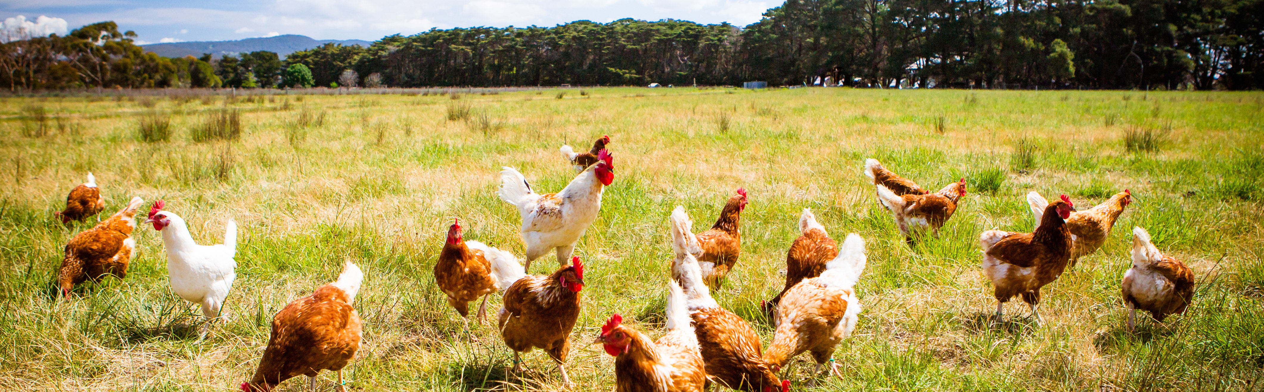 Bâtiment avicole pour poules pondeuses