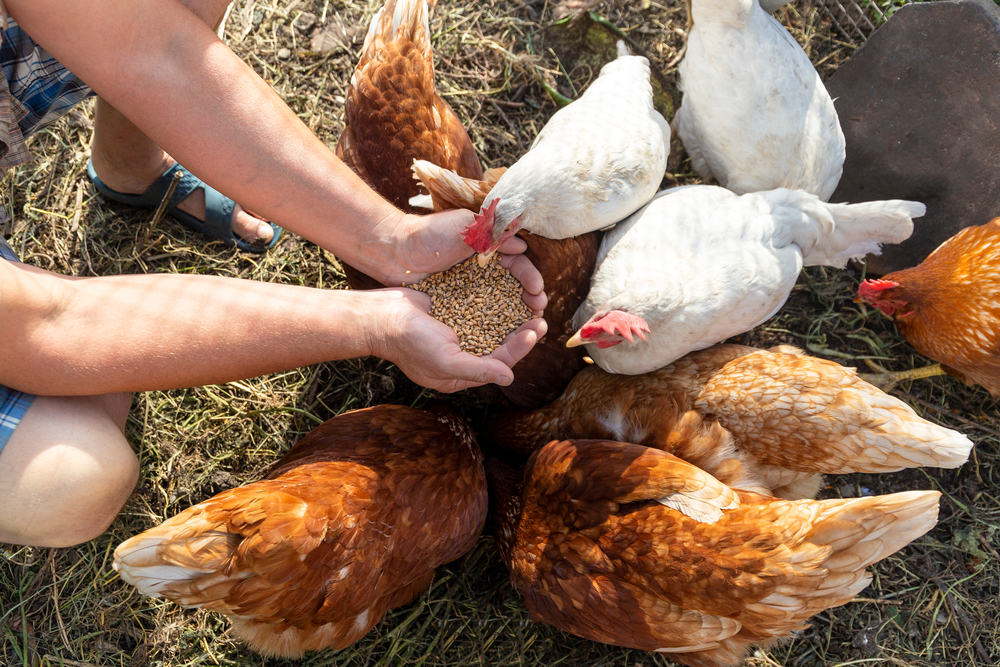 Poules pondeuses en train de manger
