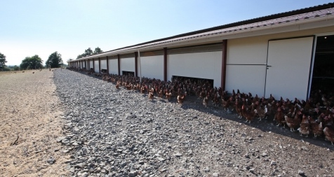 Construction de bâtiment avicole pour poule pondeuse